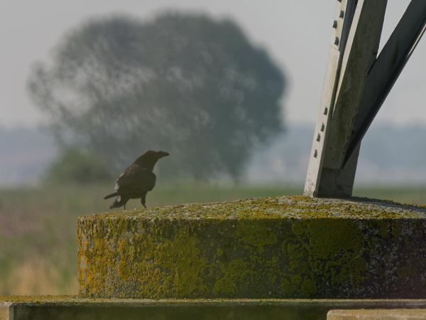 <h3><a href="/trips/braakman/biota/animalia/chordata/aves/040 passeriformes/054 corvidae/corvus corax/corvus corax-nl.html">Corvus&nbsp;corax</a> / Northern&nbsp;raven / Raaf</h3>OM-1 Mark II met OLYMPUS M.150-400mm F4.5 TC, 1/2000 sec  bij F5.6, ISO 640, afstand 74.4&nbsp;m